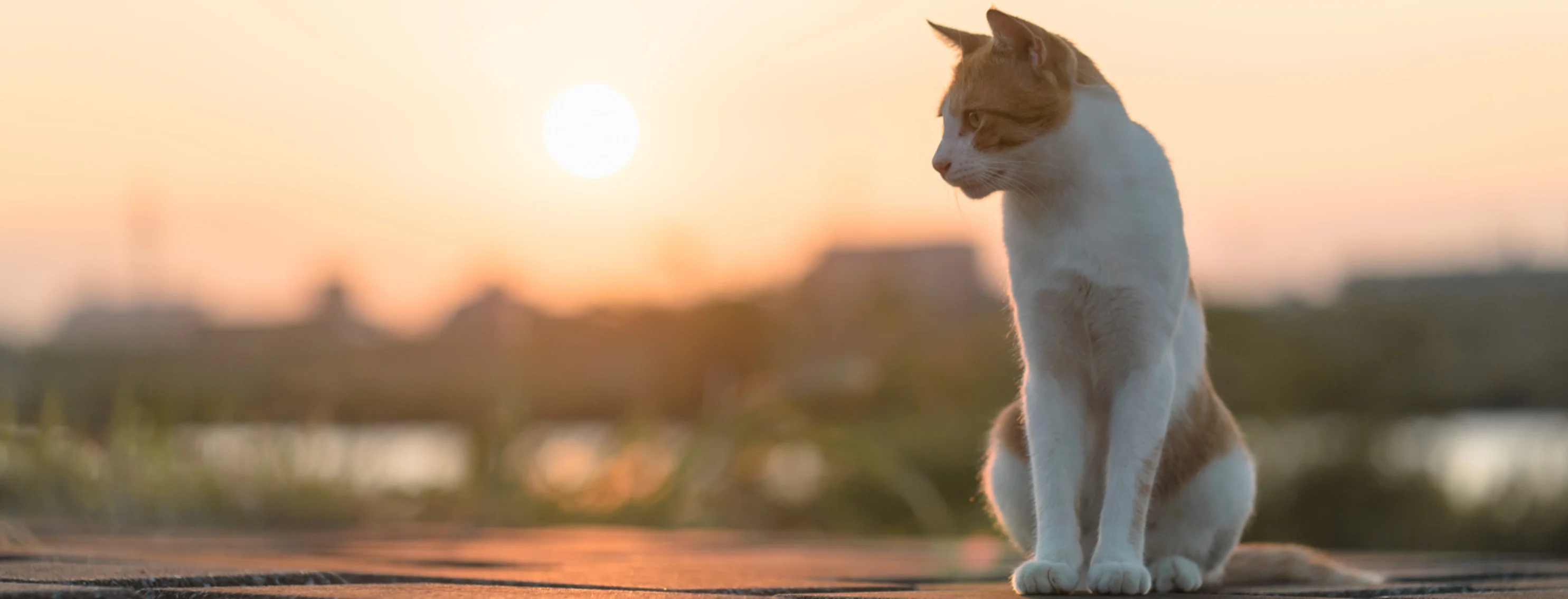 Cat looking left with water and city in background